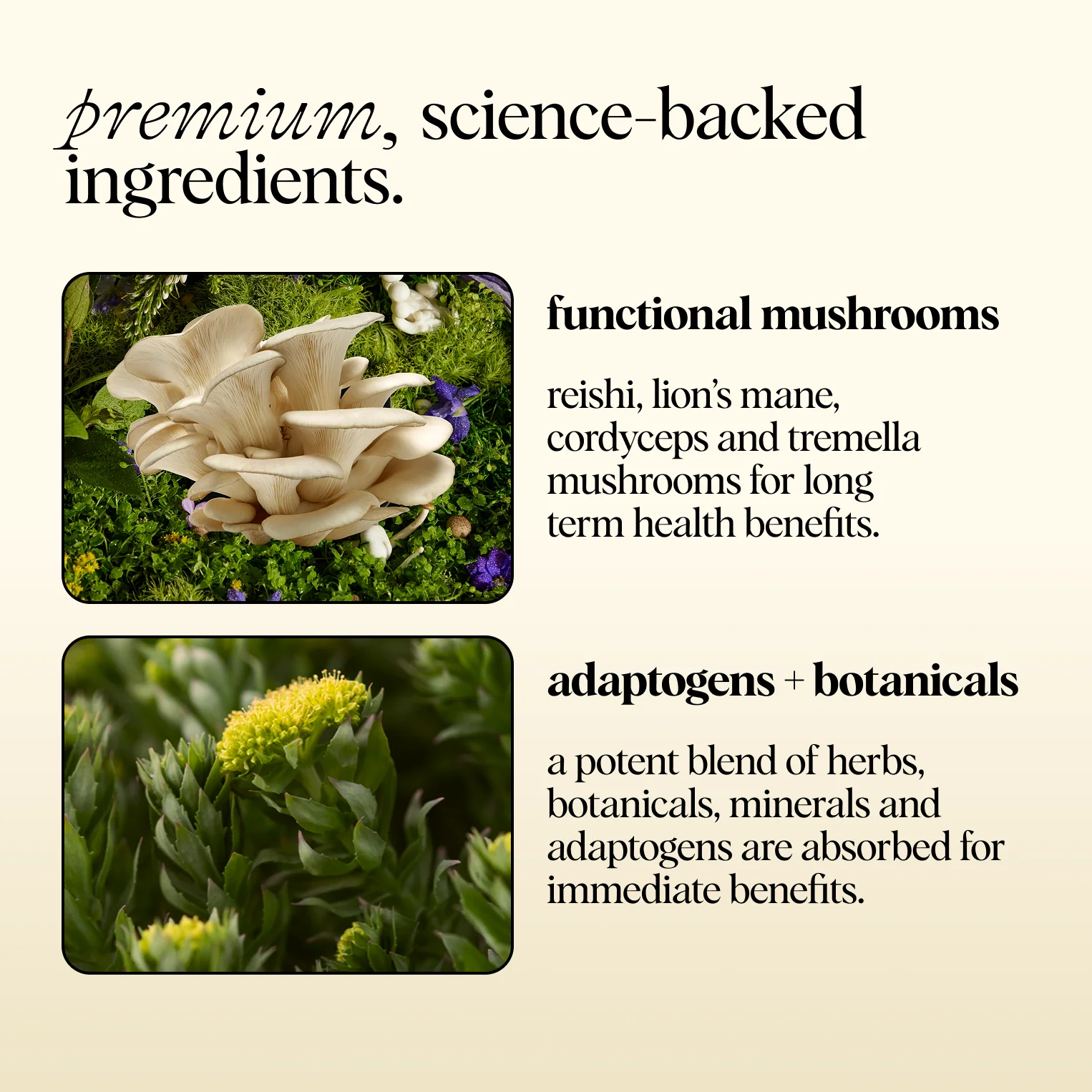 The Essentials - Image 9